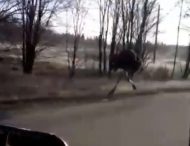 В России замёрзший страус устроил побег