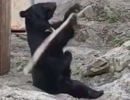В Китае медведь решил стать мастером боевых искусств