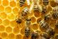 Пасічникам надсилатимуть смс про загрозу життю бджіл
