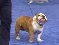 Победителем Национального собачьего шоу в США стал бульдог по кличке Тор