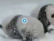 Курьезное видео с пандами, которые весело кувыркаются в снегу, покорило сеть