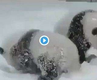 Курьезное видео с пандами, которые весело кувыркаются в снегу, покорило сеть Курьезное видео с пандами, которые весело кувыркаются в снегу, покорило сеть