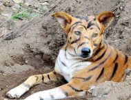 Фермер покрасил свою собаку «под тигра» – чтобы отпугивать обезьян