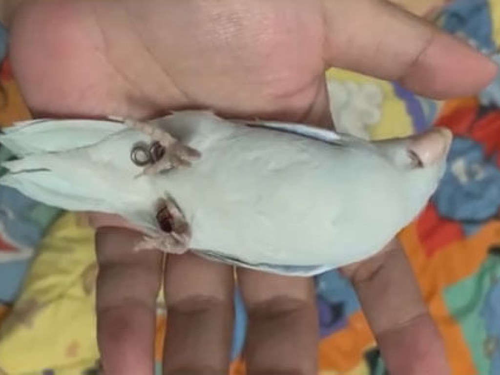 Попугай мастерски «умирает», не на шутку пугая своих хозяев Попугай мастерски «умирает», не на шутку пугая своих хозяев