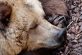 В Японии медведь устроился на зимнюю спячку в поликлинике