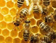 Бджоли для нормалізаії артеріального тиску