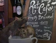 В Нью-Йорке завелась курьезная крыса, которая любит кофе и ведет себя как человек
