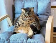 Пухлый пушистик: японский кот стал звездой сети из-за лишнего веса