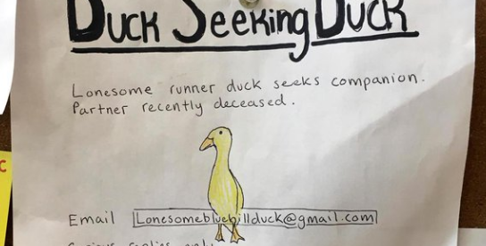 Только серьезные предложения: Утка ищет пару Только серьезные предложения: Утка ищет пару