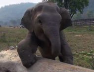 Слон, научившийся ругаться, как человек, стал звездой сети
