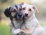 Лучшие друзья: Собаки, которые постоянно обнимаются, растрогали интернет