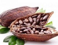 Користь вживання сирих бобів какао