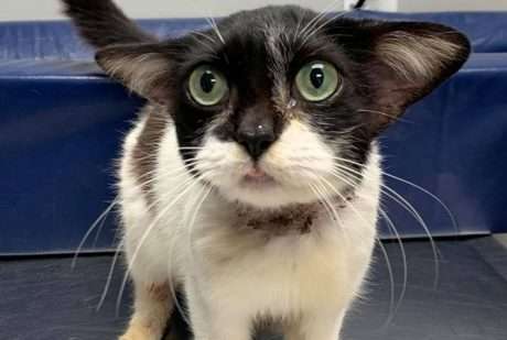 Сеть покорила бродячая кошка, которая похожа на малыша Йоду Сеть покорила бродячая кошка, которая похожа на малыша Йоду