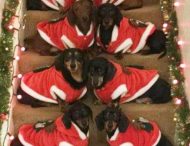 Владелец 17 такс сделал идеальное рождественское фото своих собак