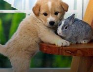 Неразлучные собака Лола и кролик Пеппер стали звездами сети: курьезное видео