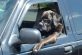 Почти как люди: собак усадили за руль авто и сделали забавные фото