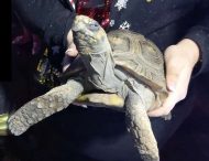 В Великобритании 45-летняя черепаха умудрилась устроить пожар
