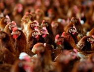 Птичий грипп: украинцев призвали не покупать курятину в местах стихийной торговли