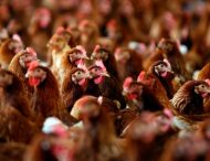 Птичий грипп: украинцев призвали не покупать курятину в местах стихийной торговли