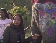 В Непале выбрали самого красивого слона