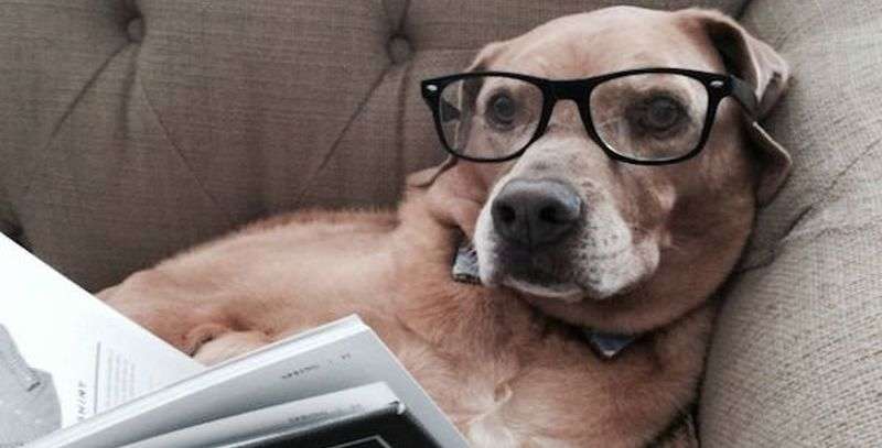 Когда собака эрудированней тебя: забавные читающие четырехлапые Когда собака эрудированней тебя: забавные читающие четырехлапые