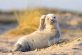 В Британии нашли милейшего тюлененка, который наслаждается отдыхом на пляже и машет в камеру