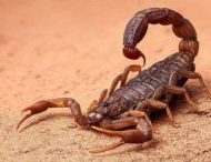 Отрута скорпіонів вбиває небезпечні бактерії