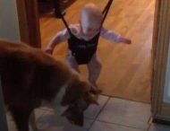 В сети смеются над вирусным видео с «танцем» младенца и собаки