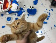 Хозяин неделю потратил на сборку игрушки: кот разрушил ее за секунду, но остался безнаказанным