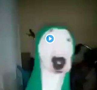 Собака в костюме ночного монстра стала звездой интернета Собака в костюме ночного монстра стала звездой интернета