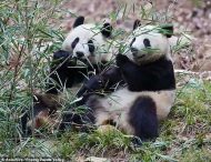 Панды, радующиеся снегу в китайском заповеднике, покорили Сеть