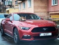 Соцсети насмешил кот, присвоивший себе Ford Mustang