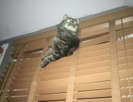 Забавные фотографии о трудностях жизни с котом под одной крышей
