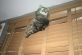 Забавные фотографии о трудностях жизни с котом под одной крышей