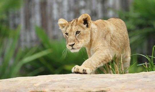 В Харькове из зоопарка сбежал львенок В Харькове из зоопарка сбежал львенок