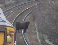Упрямая горная корова задержала поезд в «час пик»