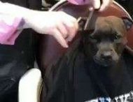 В сети смеются над видео с собакой, сделавшей стрижку в обычной парикмахерской