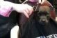 В сети смеются над видео с собакой, сделавшей стрижку в обычной парикмахерской