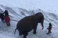 Захотелось положительных эмоций: купающийся в снегу слон попал на видео
