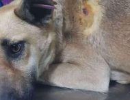 На Дніпропетровщині нелюди стріляли у собаку