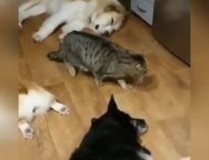 Крадущийся мимо собак кот насмешил Сеть