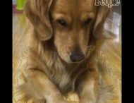 Реакция собаки на свое селфи покорила сеть: курьезное видео