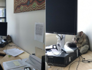 Опоссум устроил погром в офисе и спрятался за компьютером