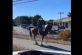 Забавное видео с танцующей лошадью стало хитом в сети