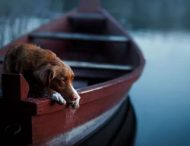 Сеть насмешила собака, которая умудрилась похитить лодку у хозяина
