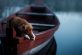Сеть насмешила собака, которая умудрилась похитить лодку у хозяина