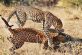 «Битва за любовь» не удалась: самка леопарда разогнала дерущихся из-за нее самцов