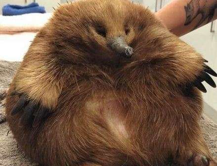 Курьез дня: пухлая ехидна покорила сеть «креативным» методом защиты Курьез дня: пухлая ехидна покорила сеть «креативным» методом защиты