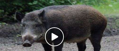 Гуцульский вестерн: появилось забавное видео спасения дикого кабана под Ивано-Франковском Гуцульский вестерн: появилось забавное видео спасения дикого кабана под Ивано-Франковском