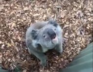 Сеть насмешила коала, которая «выругалась» на человека